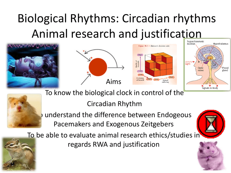 biological rhythm research article submission