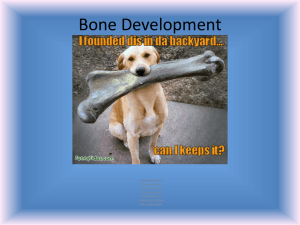 Bone Development