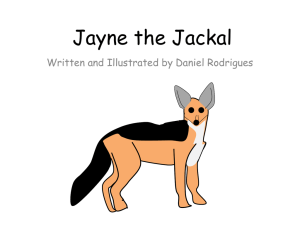 Jayne the Jackal - rodrigues.id.au