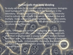 HeLa cells, development and human life spans of cells