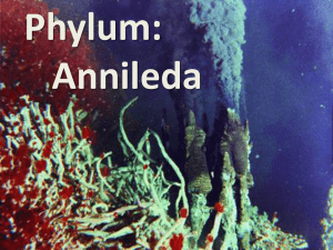 B11Annelida - Science at NESS