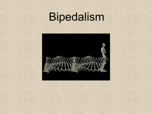 Bipedalism