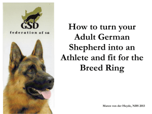 How to turn your adult German Shepherd into an