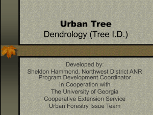 Urban Tree Dendrology (Tree I.D.)