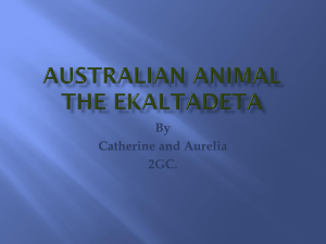 Australian Animal the Ekaltadeta