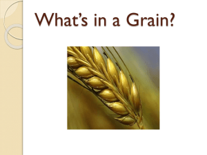 Types of Grains power point