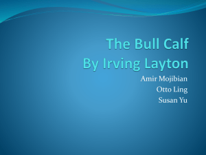 The Bull Calf By Irving Layton