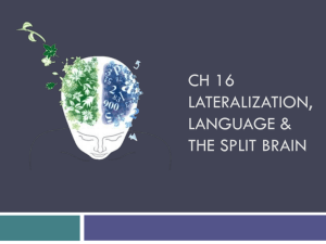 Ch 16 Lateralization, Language & the Split Brain
