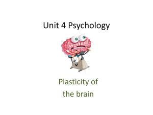 Plasticity of the brain