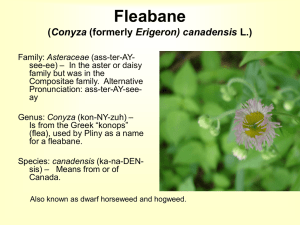 Fleabane (Erigeron canadensis L.)