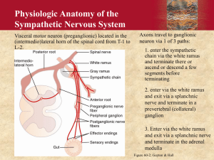 Autonomic Nervous System Lecture Slides