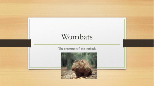 Laura E Wombat presentation