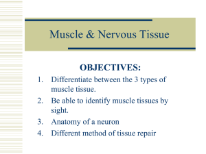 Muscle & Nervous Tissue