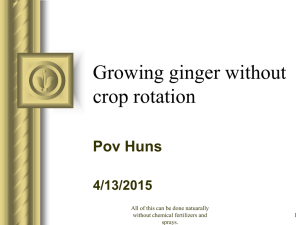 2009 Growing Ginger without Crop Rotation