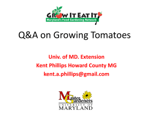 How to Grow Great Tomatoes - University of Maryland Extension