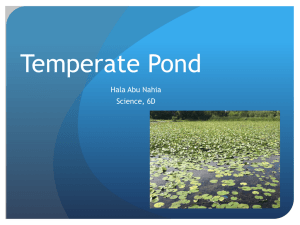 Temperate Pond - 19-139