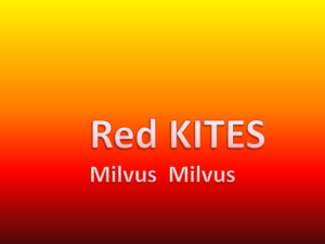 Red Kites - St Molaga