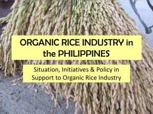 ORGANIC RICE INDUSTRY in the PHILIPPINES