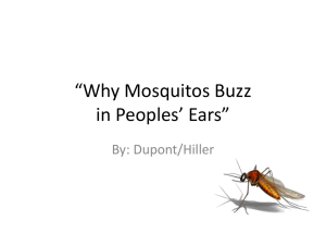 Why Mosquitos Buzz PPT