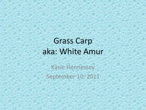 Grass Carp