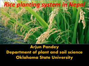 Rice planting system in Nepal - Precision Agriculture, SOIL4213