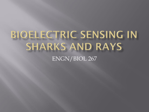 Shark Electrosense: physiology and circuit model []
