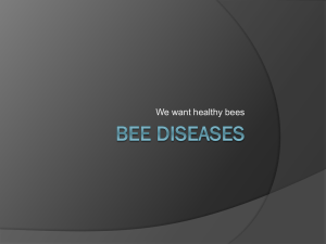 Bee Diseases by Margo Buckles