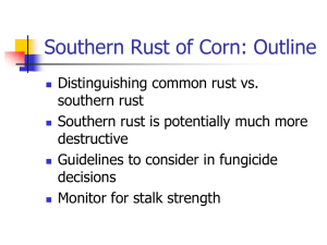 Southern Corn Rust