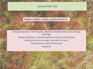 Lecture 9 Bio 325 jet propulsion buoyancy sphagnum vortices