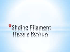 Sliding Filament Theory Review