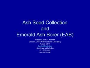 Ash Seed Collection - National Seed Laboratory