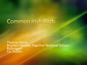 Common Irish Birds