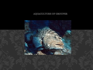 Aquaculture Of Grouper (1)