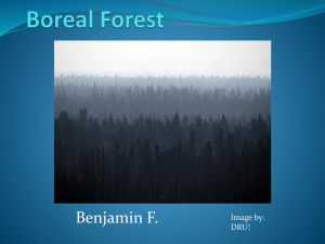 Boreal Forest - Lisa Peck`s Environmental Studies Class