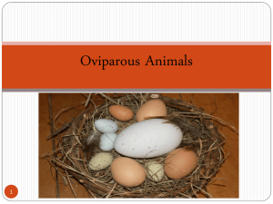 Oviparous Animals & Their Eggs