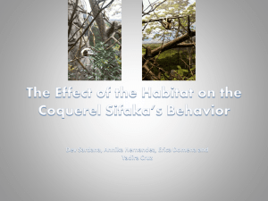 The Effect of the Habitat on the Coquerel Sifaka