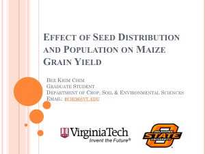 Effect of Seed Distribution and Population on Maize Grain Yield