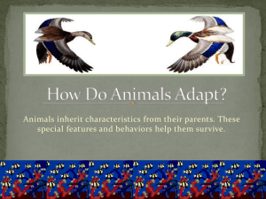 How Do Animals Adapt?