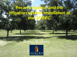 Pecan Irrigation-and the irrigation system installation at the GCREC