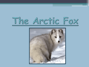 Arctic Fox PowerPoint