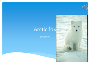 Arctic fox - Kids in Room 107