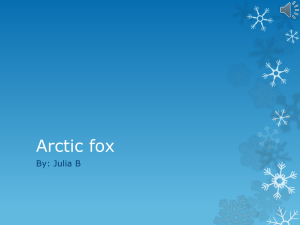 Arctic fox - Kids in Room 107