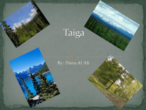 Taiga - 19-164 - home