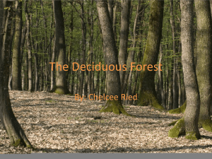 deciduous forest presentation (1)