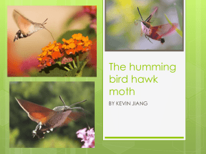The humming bird hawk moth