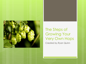 The Life Cycle of a Hop