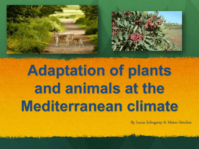 Adaptation Of Plants And Animals At The Mediterranean   005311123 1 483796f8ae3876519ce3e2e569a74e0b 768x994 