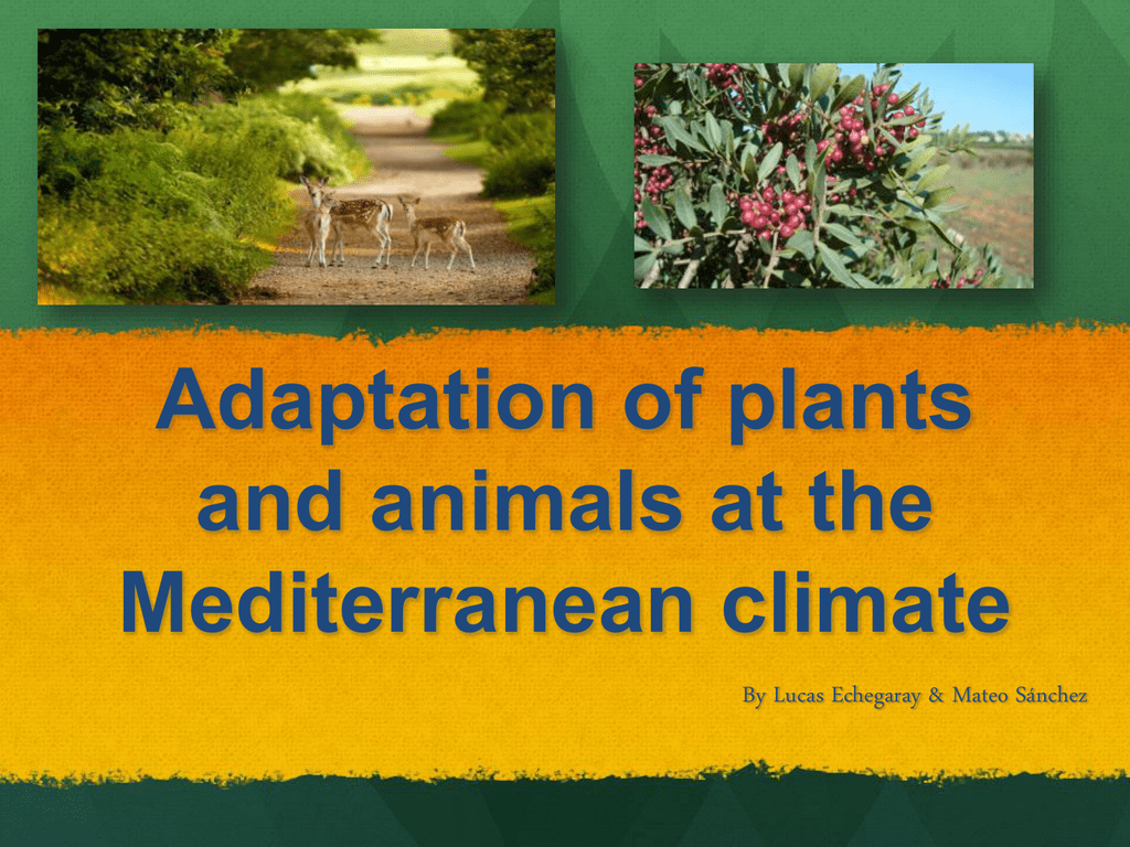 Adaptation of plants and animals at the Mediterranean