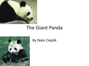 Giant Pandas Nate Cieplik