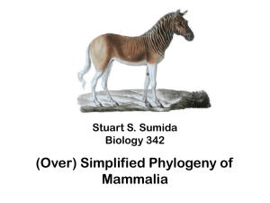 Mammalia Phylogeny Powerpoint